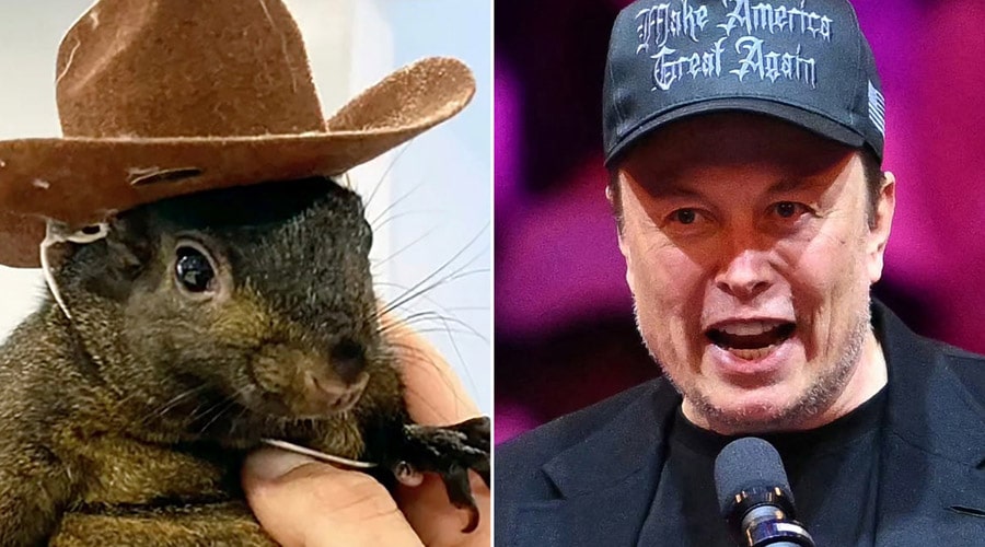 پست جنجالی ایلان ماسک سنجاب سولانا را به پرواز درآورد؛ جهش PNUT با یک اشاره!