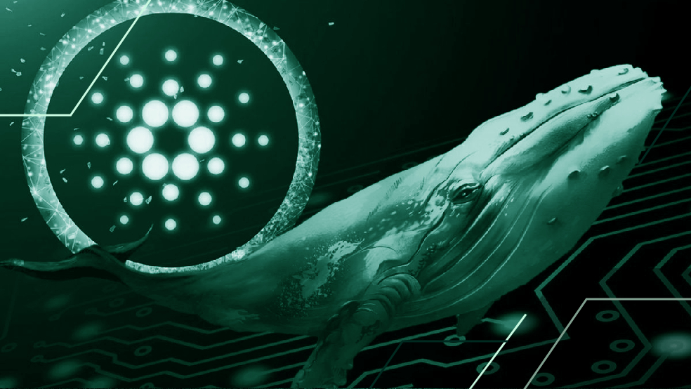 فعالیت بی‌سابقه نهنگ‌های کاردانو آغاز شد!