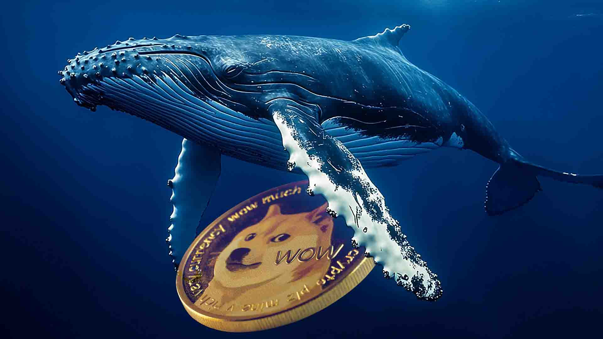 تحرکات نهنگ‌ ها در دوج‌ کوین افزایش یافت