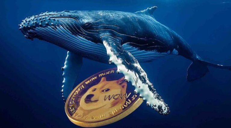 تداوم انباشت دوج‌کوین توسط نهنگ‌ها در جریان اصلاح بازار؛ جهش بعدی نزدیک است؟