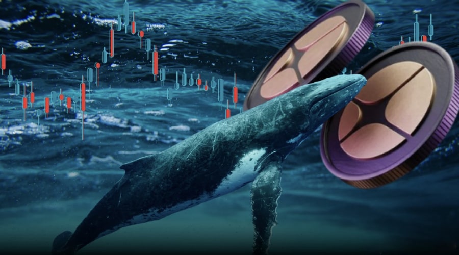 انباشت ۱۳۴ میلیون استر توسط نهنگ‌ها در یک روز! سیگنالی برای رکوردشکنی دوباره؟