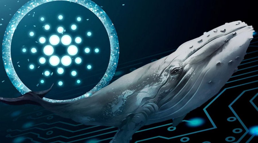 انباشت ۱۴۰ میلیون ADA توسط نهنگ‌های کاردانو؛ نشانه تغییر روند نزولی؟