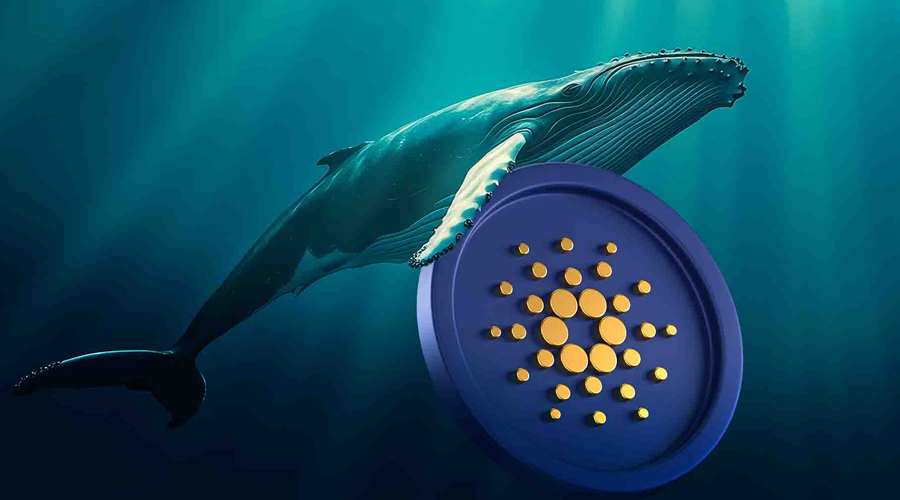 انباشت ۳۴۸ میلیون کاردانو در ۴ روز؛ چرا نهنگ‌ها همچنان به صعود ADA امیدوارند؟