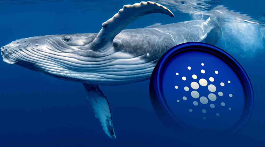 انباشت نهنگ‌ها در محدوده حمایتی؛ ADA در انتظار صعود تا ۰.۷ دلار!