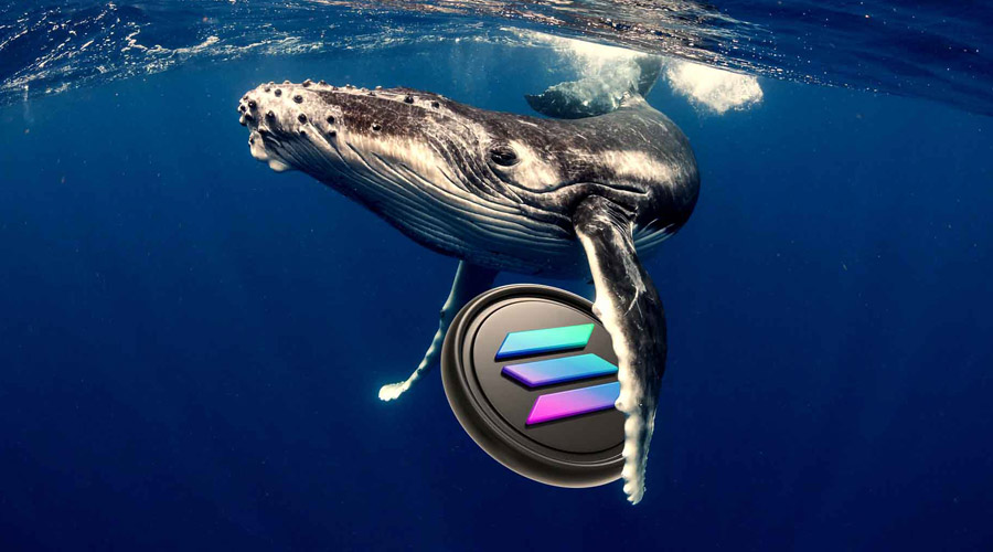 نهنگ‌ها در یک هفته ۴۲۱ میلیون دلار سولانا خریدند! پس چرا قیمت همچنان نزولی است؟