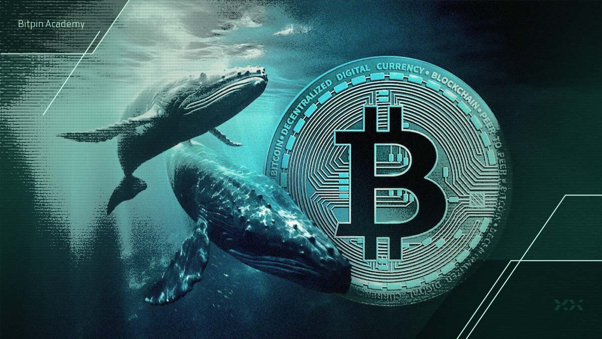 نهنگ‌ها با ریزش اخیر قیمت بیت کوین چه می‌کنند؟